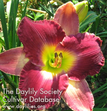 Daylily Lord of Illusions